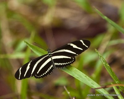 Mariposa 110316_2757.jpg