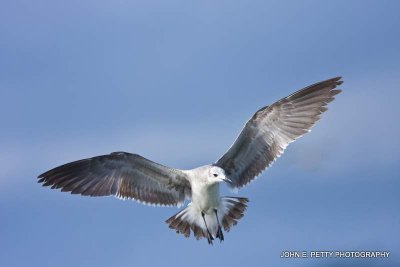 Seagull 110317_3393.jpg
