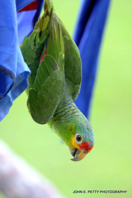 Hanging out on the clothes line110316_3499.jpg