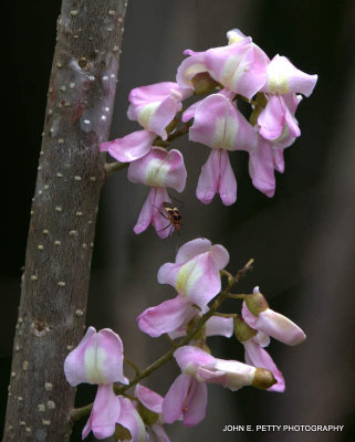 Flores de Santa Maria110316_3569.jpg