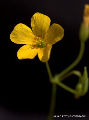 Oxalis 110331_3918.jpg