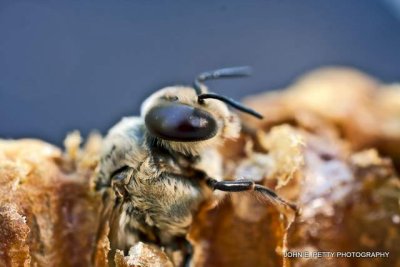 Drone Bee Birth 110417_4580-1.jpg