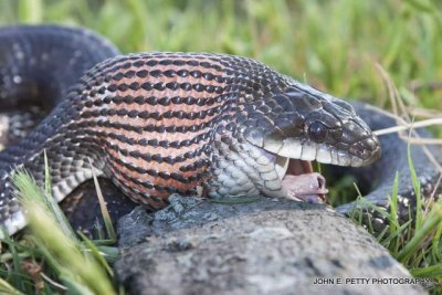 Rat Snake  3 110422_4738.jpg