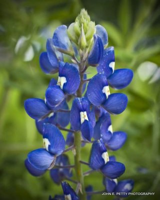 Wildflowers of East Texas