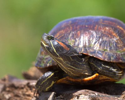 Red Eared Slider Turtle  110505_4983.jpg