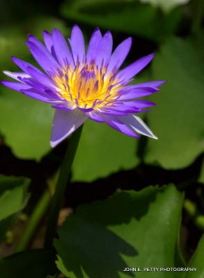 IMG_4442.jpg