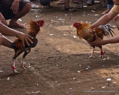 Bali Cockfighting
