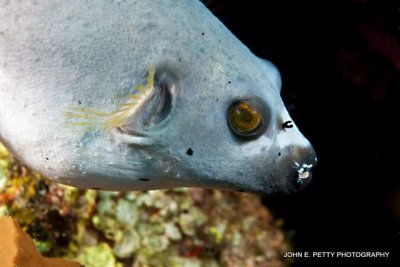 Puffer IMG_6228.jpg