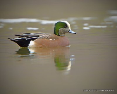 American Wigeon IMG_0501.jpg