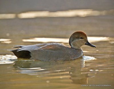 Gadwall IMG_0571.jpg