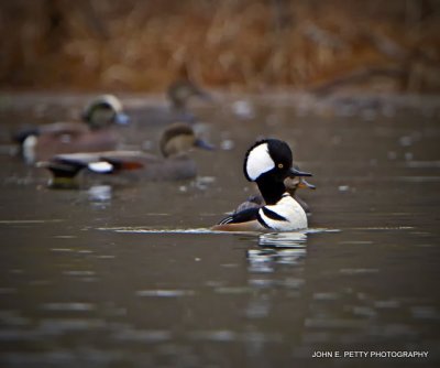 Hooded merganser IMG_0564.jpg