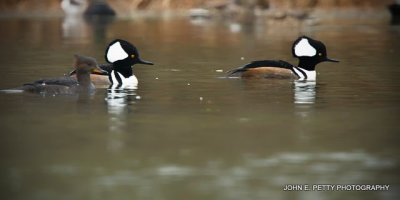 Hooded mergansers IMG_0470.jpg