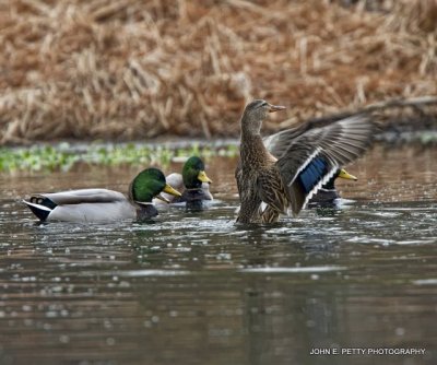 Mallards IMG_0147.jpg