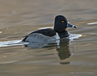 Ringneck IMG_0667.jpg