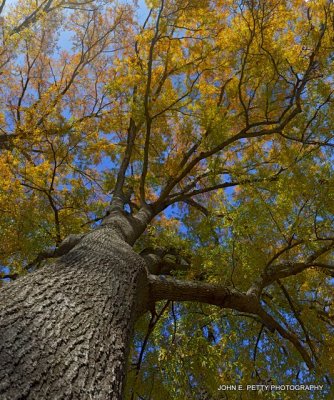 Oak Tree 2.jpg