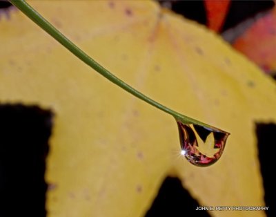 Autumn dewdrop IMG_0204.jpg