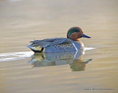 Green-winged Teal IMG_0647.jpg