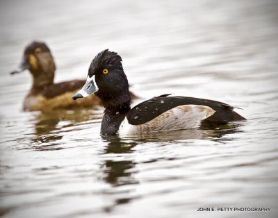 Wet Ringneck IMG_0247.jpg