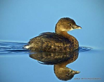 Pied-billed Grebe IMG_0393.jpg