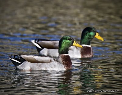 Mallard Drakes IMG_0869.jpg