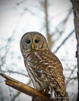 Barred Owl