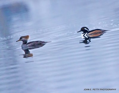 Hooded Merganser Pair IMG_1091.jpg