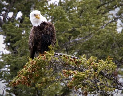 Bald Eagle_MG_2974.jpg