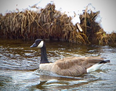 Canadian Goose_MG_2984.jpg