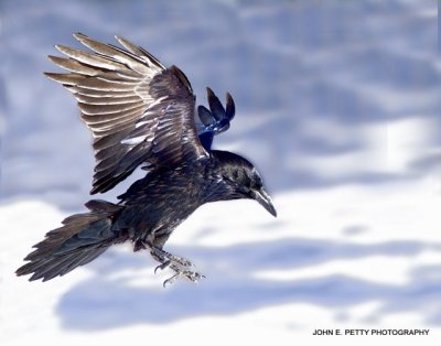 Raven_MG_2564.jpg