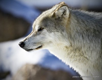 Wolf profile_MG_2544.jpg