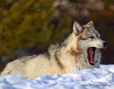 Yawning Wolf_MG_2428.jpg
