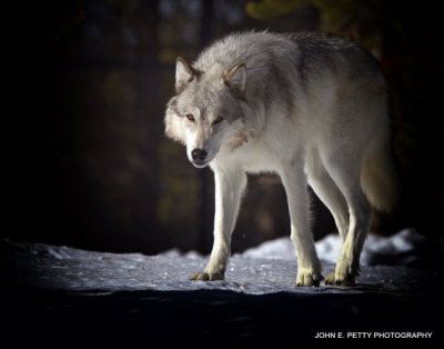 Stalking wolf 4.0_MG_2483.jpg
