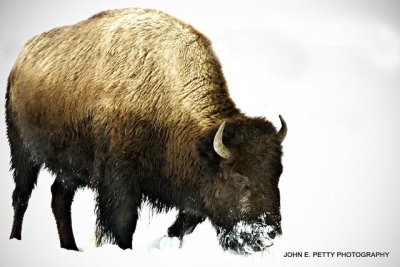 Bison_MG_3143.jpg