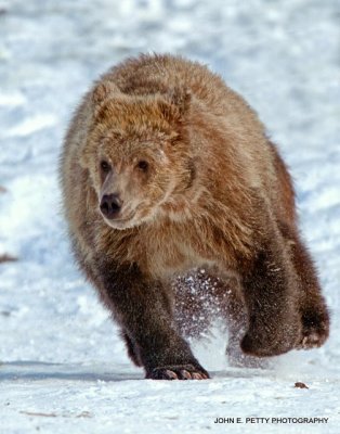 Running bear_MG_2647.jpg