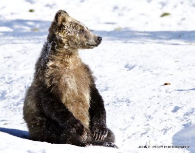 Sitting cub_MG_2730.jpg