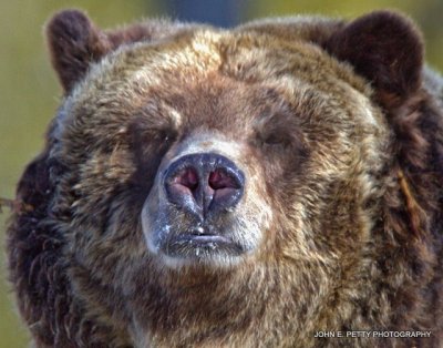 Grizzly Face_MG_2405.jpg