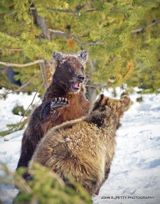 Fighting cubs_MG_2592.jpg