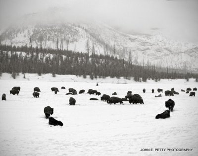 Bison Meadow_MG_3070.jpg