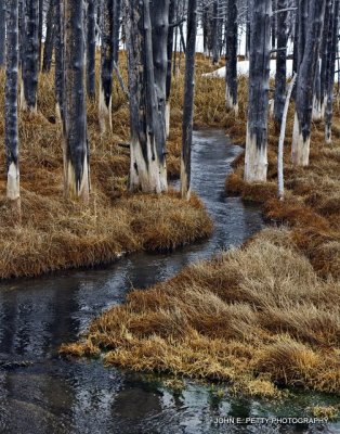Dead tree stream_MG_3519.jpg