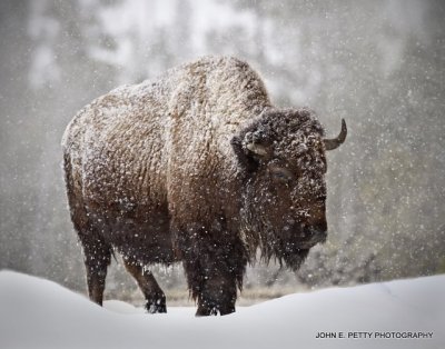 Yellowstone Winter Wildlife