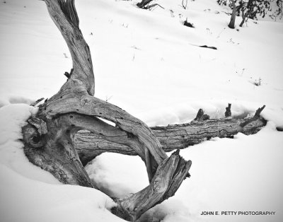Dead tree 4.0_MG_3512.jpg