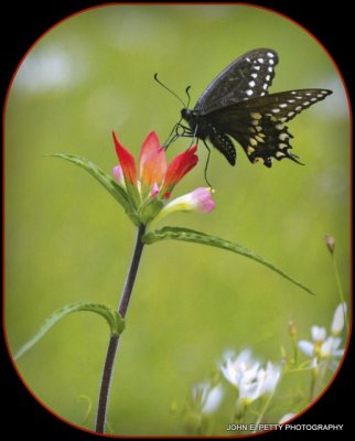 Black Swallowtail_MG_3930.jpg