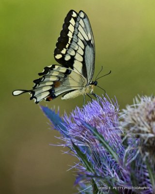 Giant Swallowtail_MG_4696.jpg