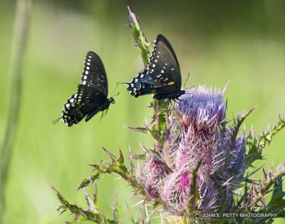 Pair of Black Swallowtails_MG_5065.jpg
