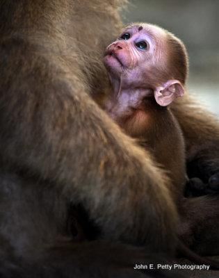 Macaque Monkeys