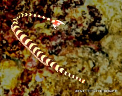 Banded Pipefish 8.0 IMG_8983.jpg