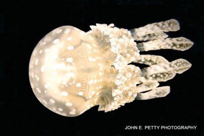 Bucas Jellyfish 8.0 IMG_8417.jpg