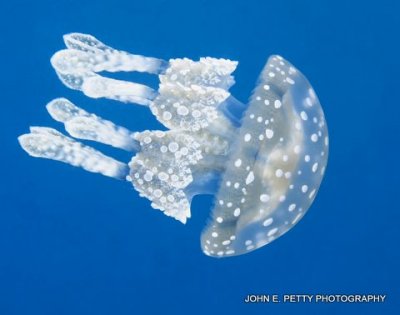 Bucas Jellyfish IMG_8409.jpg