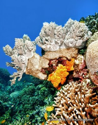 Coral Gardens 8.0 IMG_8933.jpg