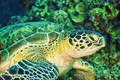 Green Turtle IMG_9995.jpg